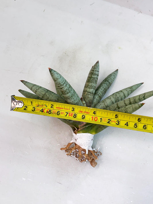 Sansevieria NangFon (su4) (15) | Imported House Plants