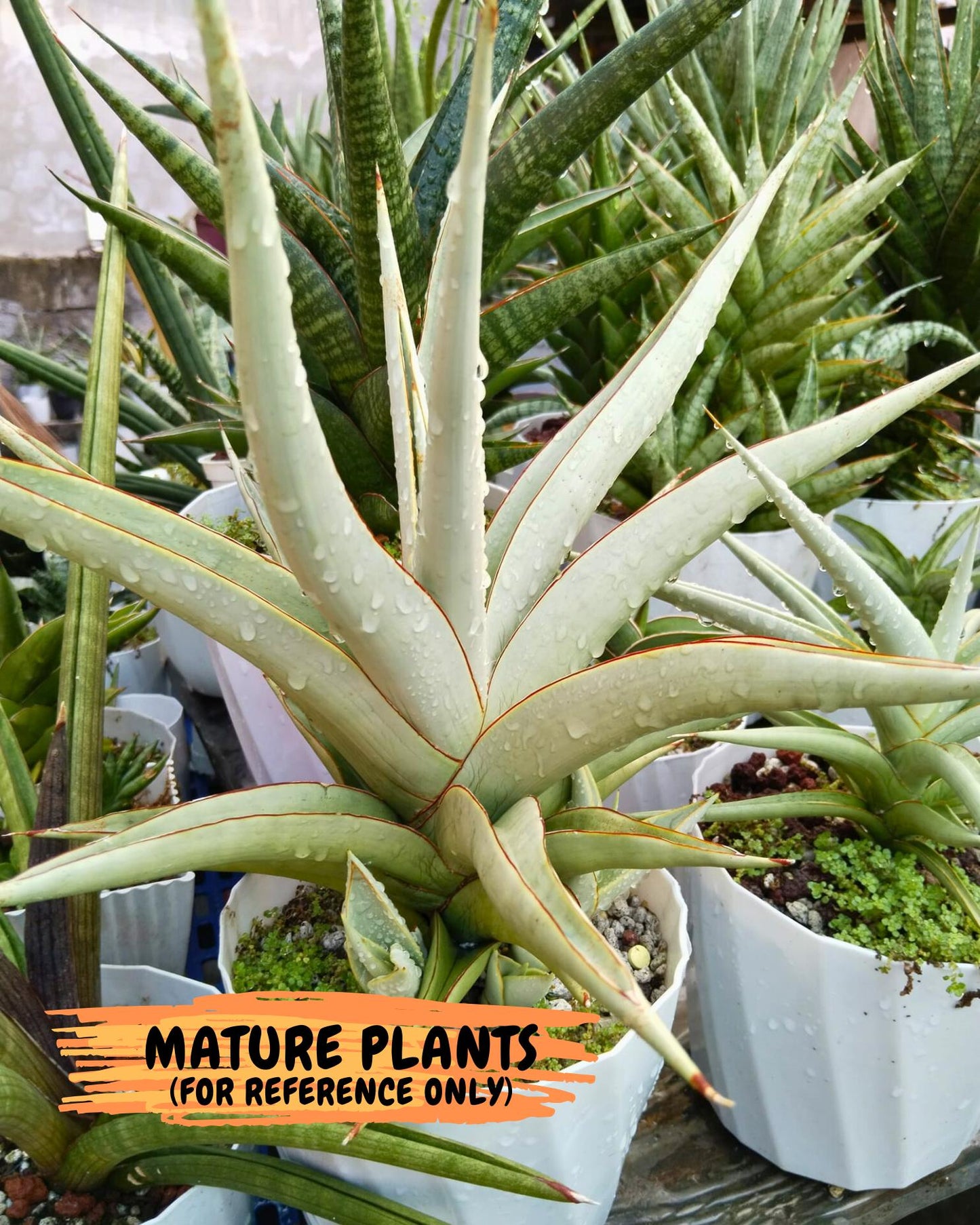 Sansevieria Chao Praya (p) | Rare Snake Plant