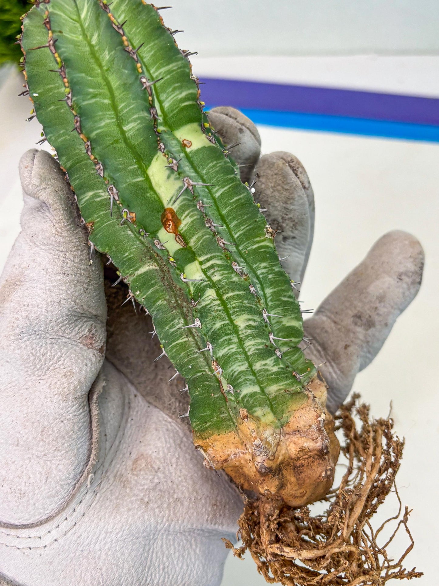 Euphorb Fruticosa Variagated (b) | Rare Cactus