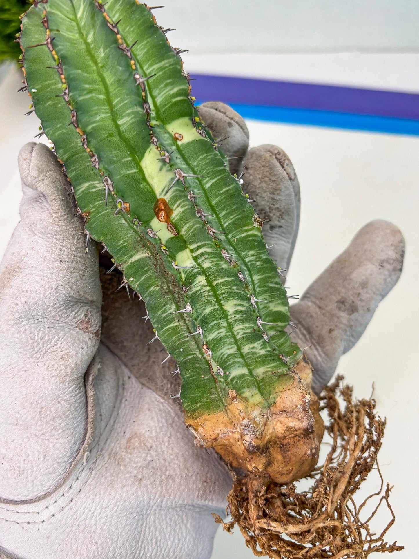 Euphorb Fruticosa Variagated (b) | Rare Cactus
