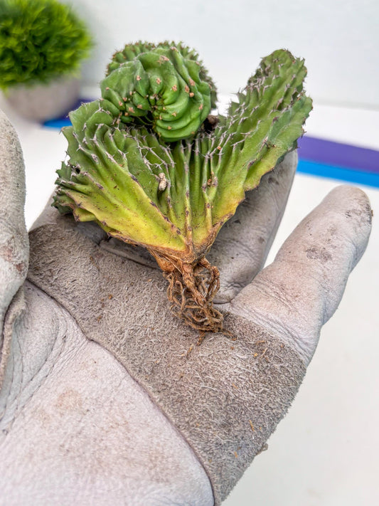 Euphorb Kibwezensis Crested (b) | Rare Plant