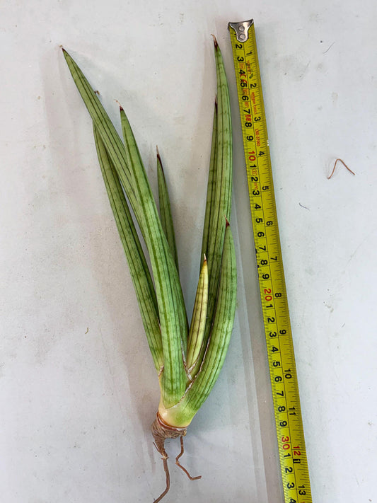 Sansevieria Alawo Eve (r17) | New Imported Hybrids