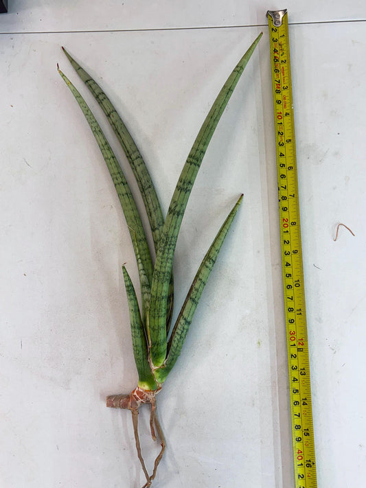 Sansevieria Licht (p2) | New Imported Hybrids