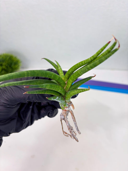 Sansevieria Black Bison (4) (cj1) | Rare House Plant