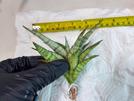 Sansevieria Shana Spin (cj2) (10) | Rare Hybrids