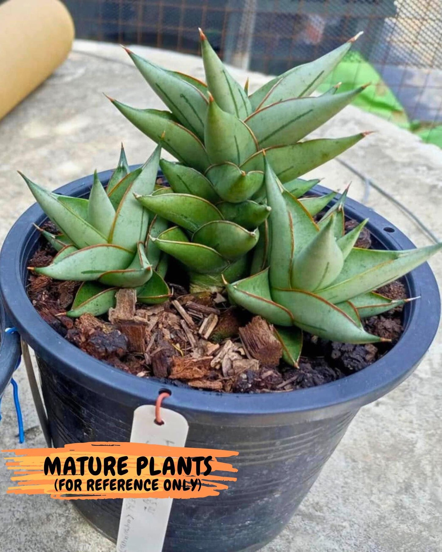 Sansevieria Protron (cj4) (3) | Rare Import