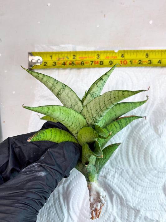 Sansevieria Soursop (cj4) (6) | Rare Import