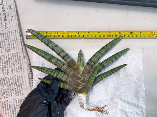 Sansevieria Galsaeg Nalgae (cj5) (g) | Rare Hybrid Snake Plant