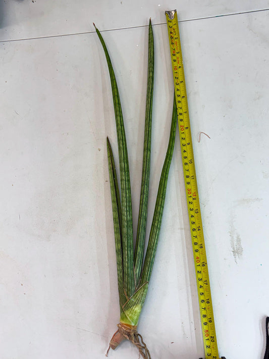 Sansevieria Mill Lignes (b4) | Imported hybrids