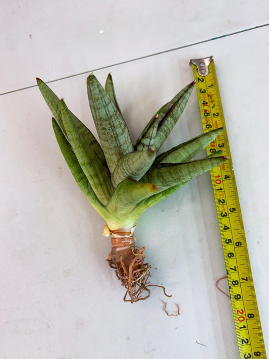 Sansevieria Kuran (y13) | Imported Hybrids