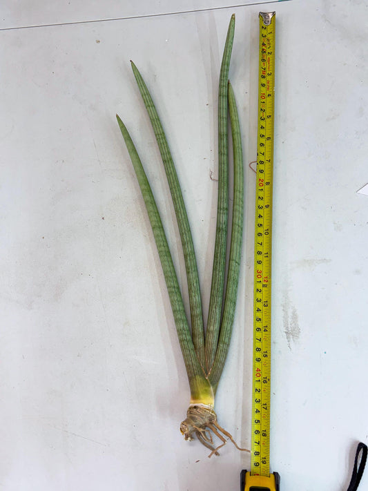 Sansevieria Huren (y14) | Imported Hybrids