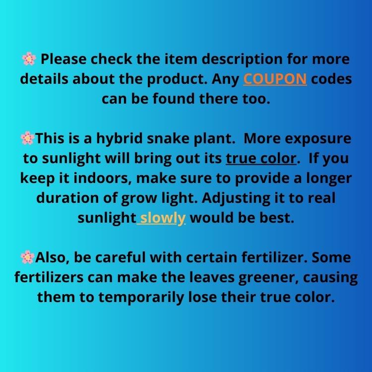Sansevieria Pies Morados (ry) (2) | New Imported Hybrids