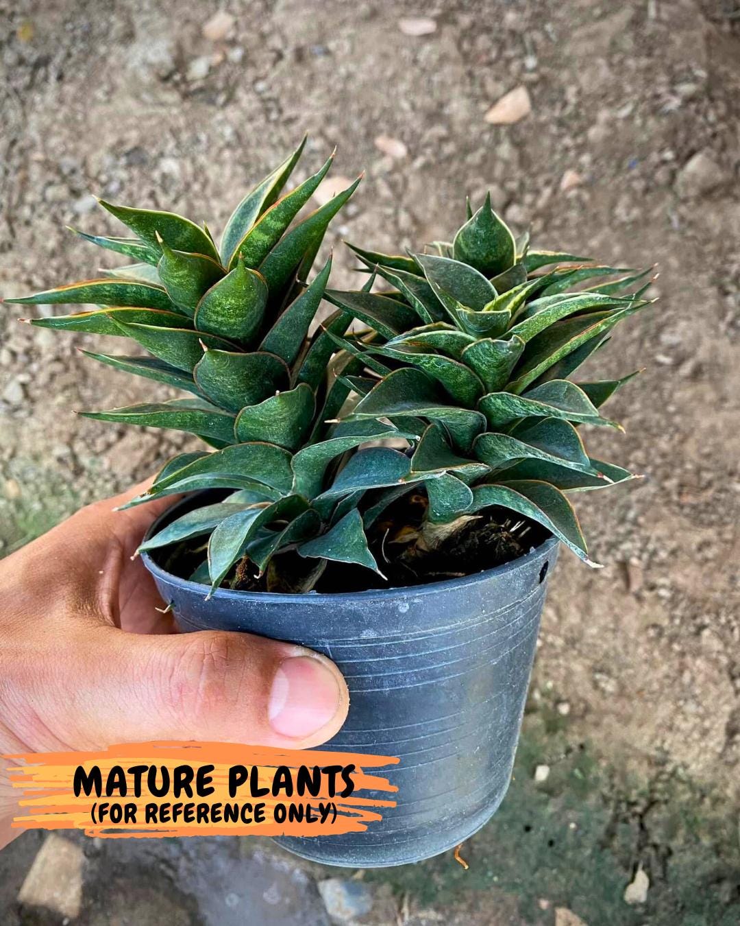Sansevieria Black Eye (g1) (12) | Imported Plant