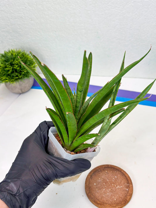 Sansevieria FuFu (Su3) (3) | imported