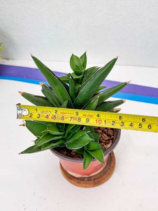 Sansevieria Sawasdee (Su3) (13) | Importe