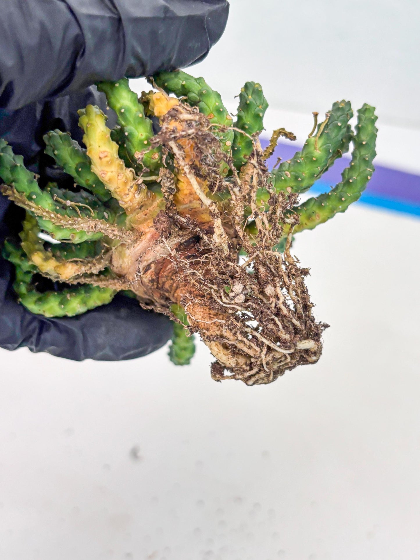 Euphorb Flanaganii- medusa plant (y) | Imported Plants