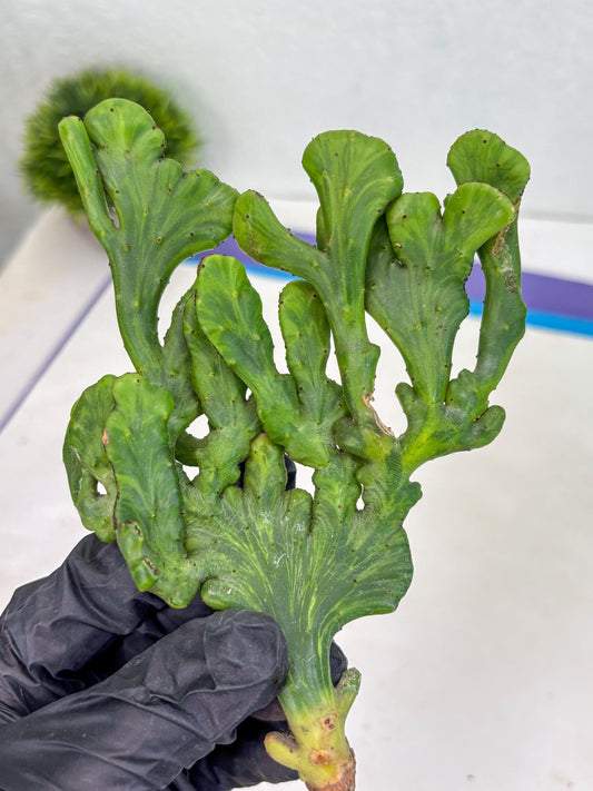 Euphorbia leucodendron cristate Var (y) | Imported Plants