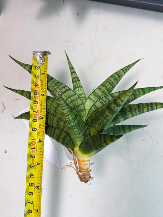 Sansevieria Aff Sindoro (Ha1) (5) | Imported hybrids