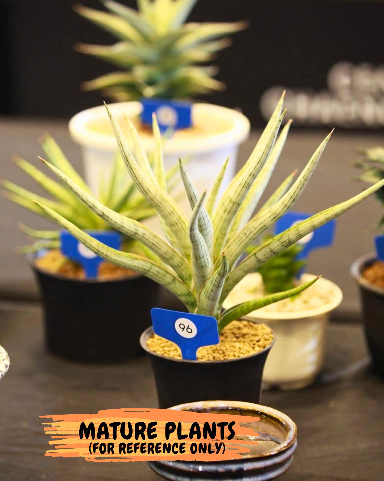 Sansevieria Mandalika (Ha1) (8) | Imported hybrids