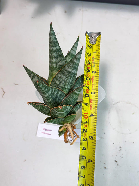 sansevieria Zelora (Ha1) (11) | Imported hybrids