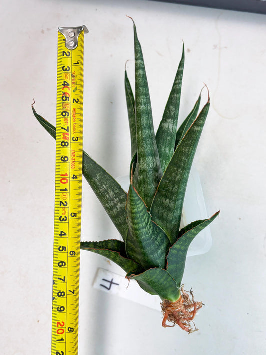 Sansevieria Parva Pinkbet Cssanova x Cordova Dwonsi (Ha2) (4)
