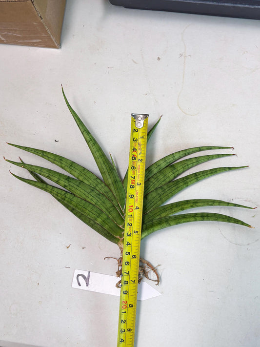Sansevieria Serayu (Ha2) (2) | Rare hybrid Snake Plant