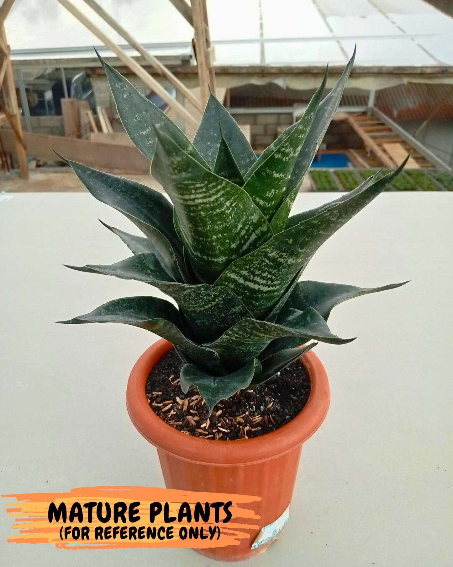 Sansevieria Adikara (Ha2) (5) | Rare hybrid Snake Plant