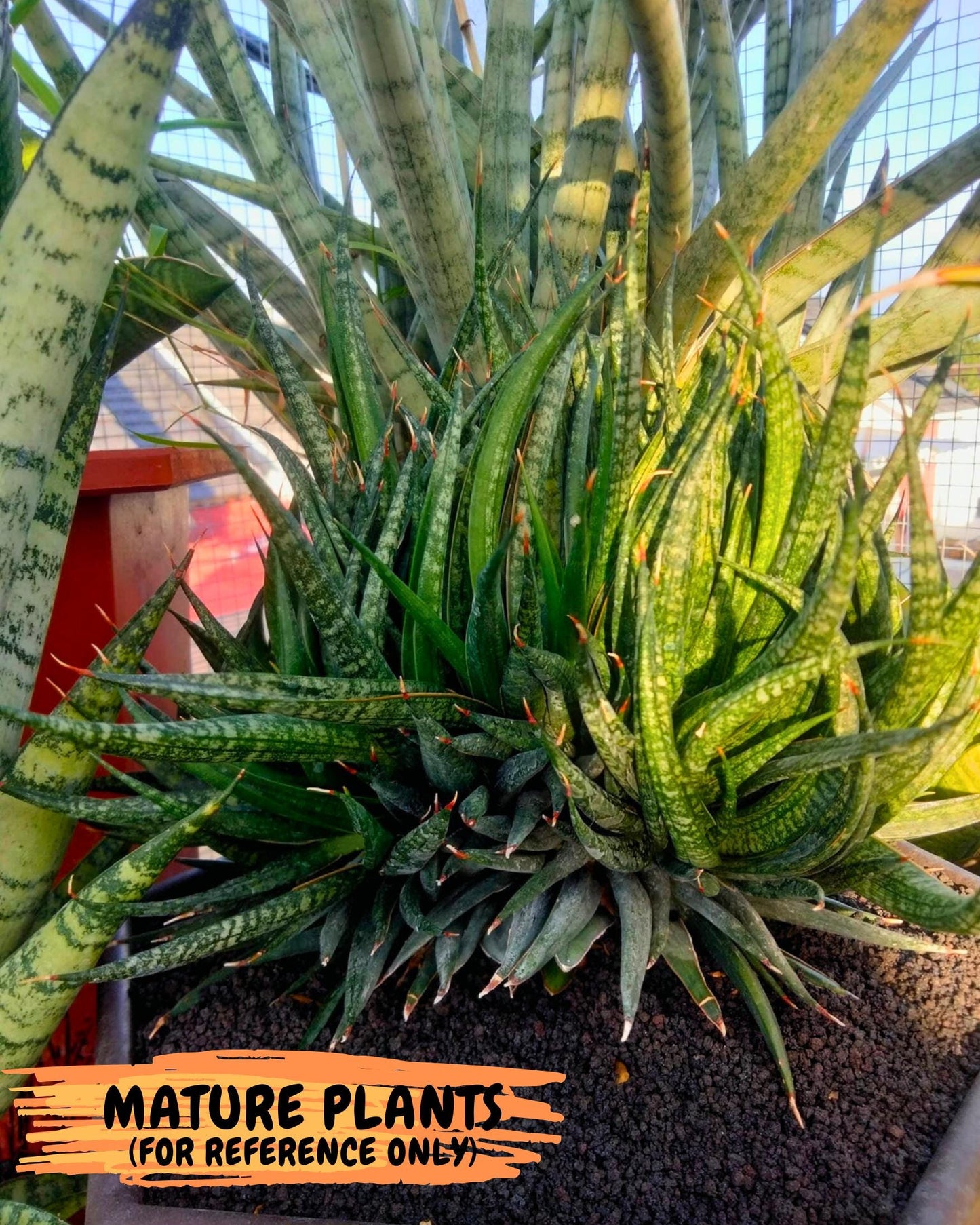 Sansevieria Fenomenal Crested (Ha2) (7) | Rare hybrid Snake Plant