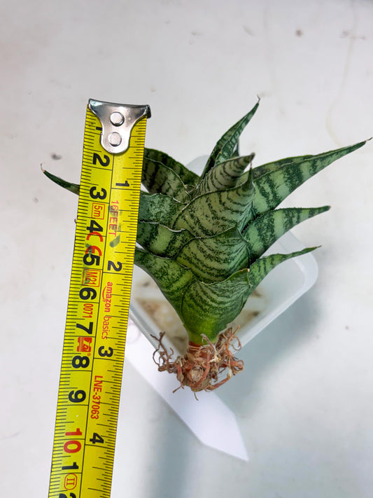 Sansevieria Emely (Ha2) (8) | Rare hybrid Snake Plant