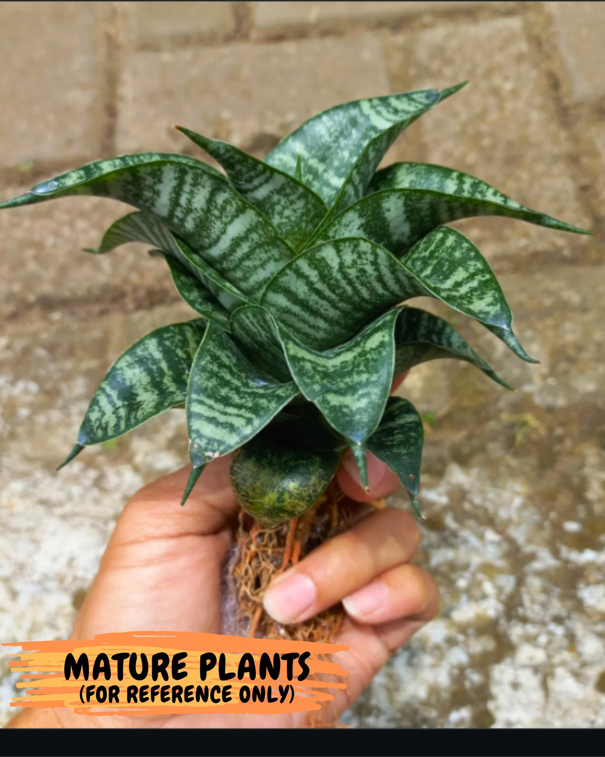 Sansevieria Dipsi (Ha5) (1) | Rare hybrid Snake Plant