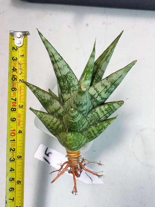 Sansevieria Personi x cordova x boncel (Ha2) (15)