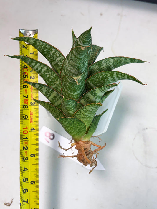 Sansevieria Teletubbies (Ha2) (18) | Imported hybrids