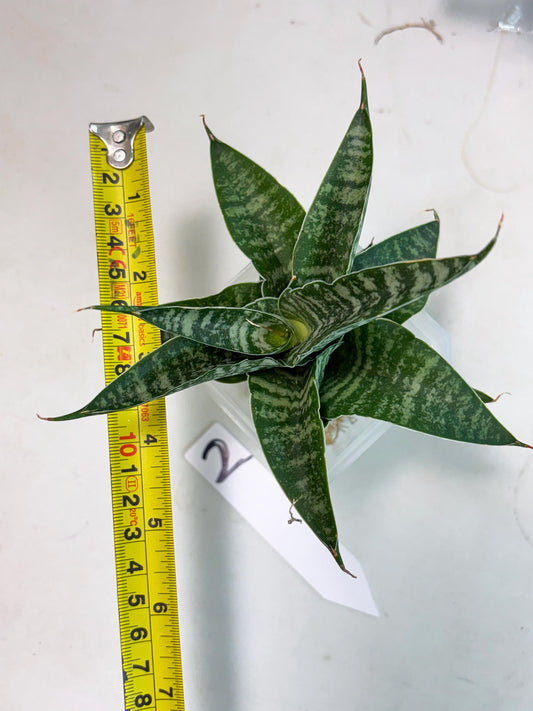 Sansevieria Silver Mottled (Ha3) (12) | Rare Hybrid