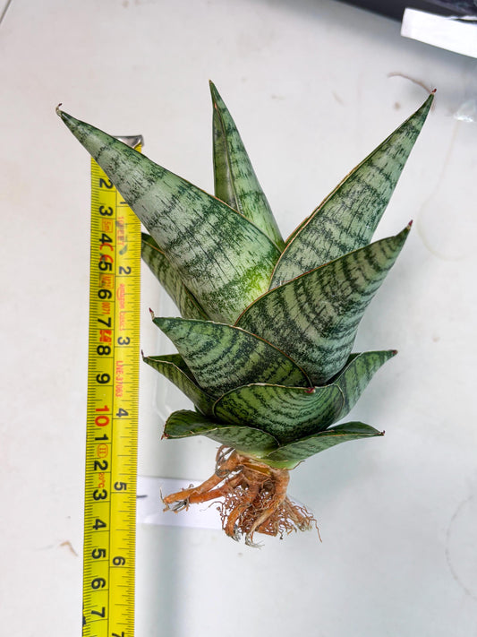 Sansevieria cordova x downsii x gabriela (Ha3) (4) | Rare Hybrid