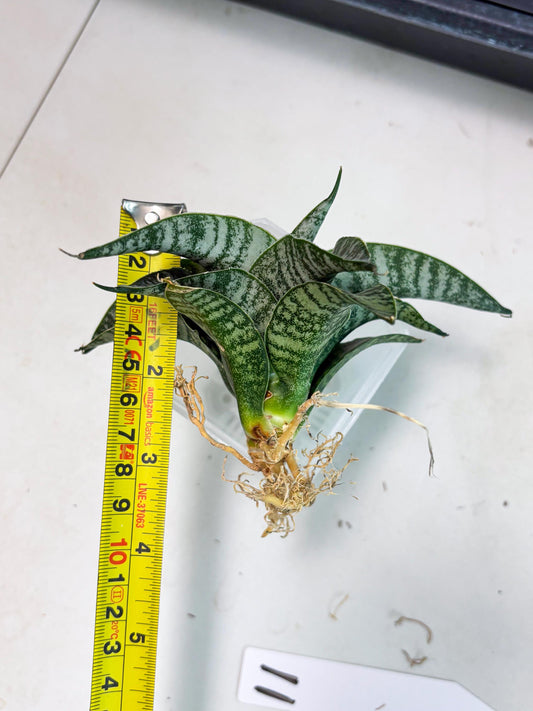 Sansevieria Makayla Frosty (Ha3) (11) | Rare Hybrid
