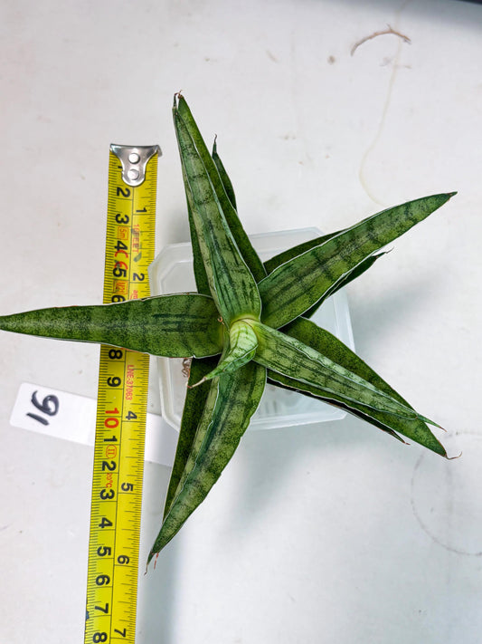 sansevieria Melani (Ha3) (16) | Rare Hybrid