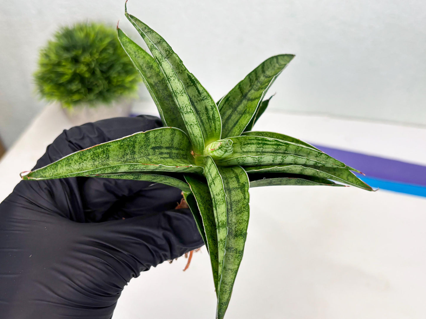 sansevieria Melani (Ha3) (16) | Rare Hybrid