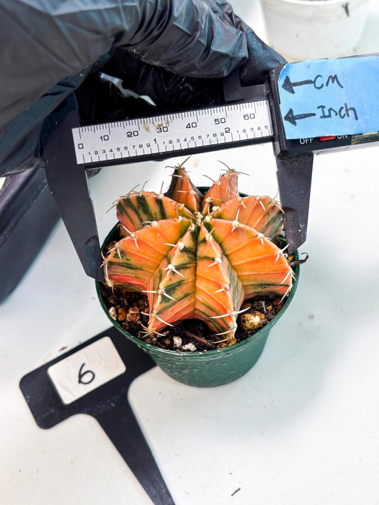 Gymnocalycium LB Hybrid (gy1) (y6) | variegated cactus
