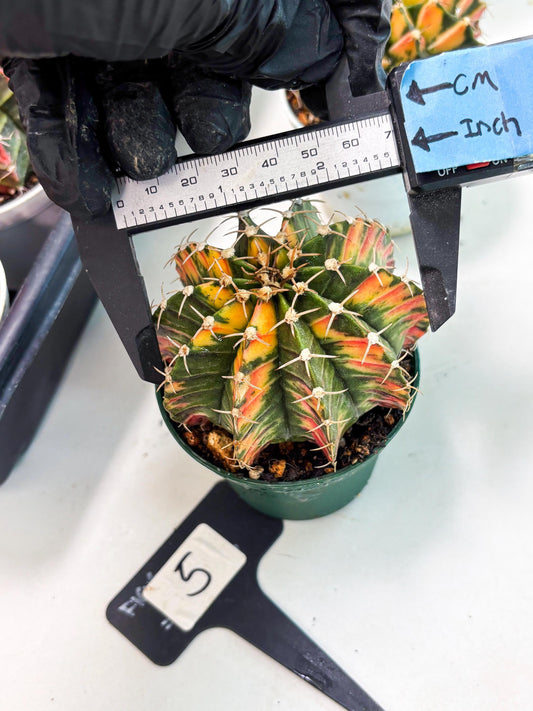 Gymnocalycium LB Hybrid (gy1) (b5) | variegated cactus