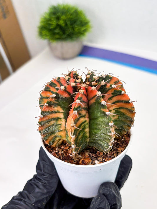 Gymnocalycium LB Hybrid (gy2) (o2) | variegated cactus