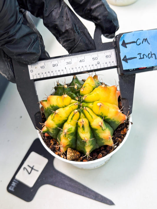 Gymnocalycium LB Hybrid (gy2) (r4) | variegated cactus