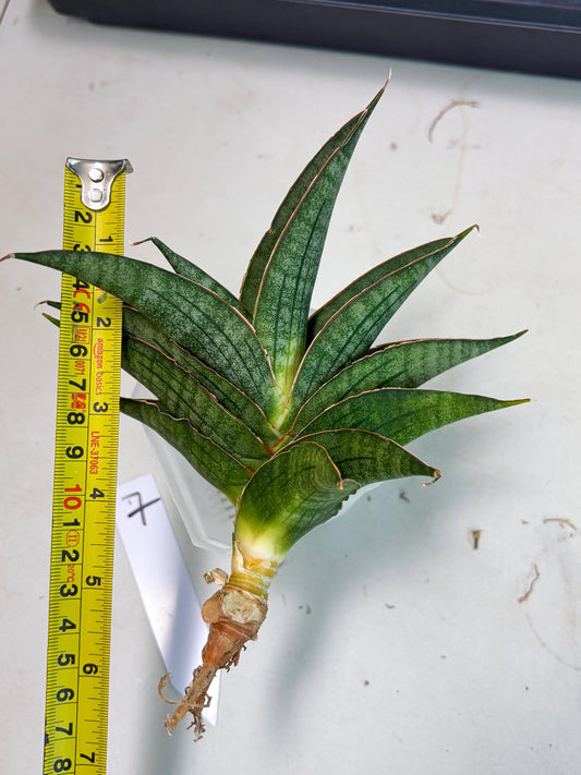 Sansevieria Ao77 (Ha4) (7) | Hybrid Snake Plant