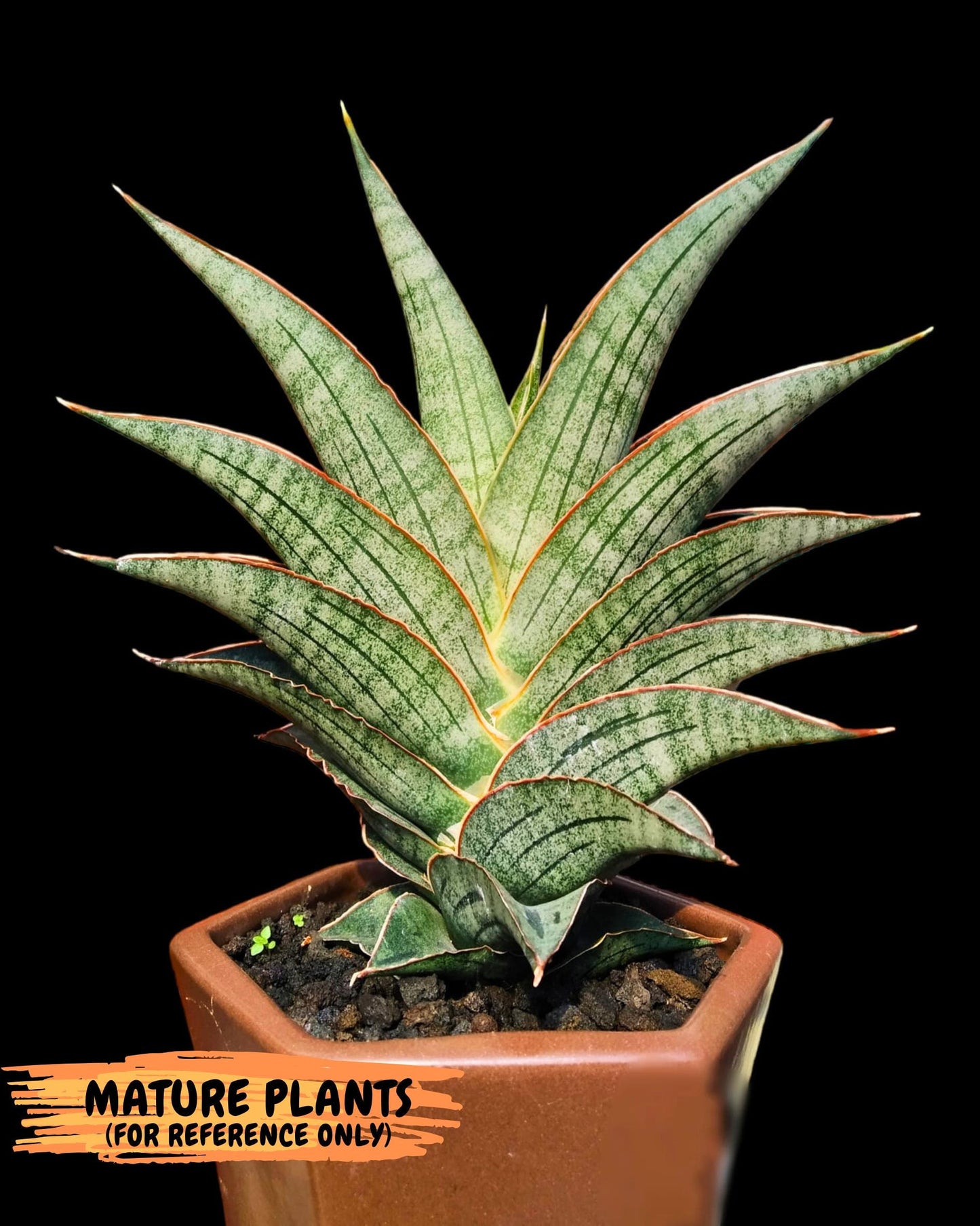 Sansevieria Ao77 (Ha4) (7) | Hybrid Snake Plant