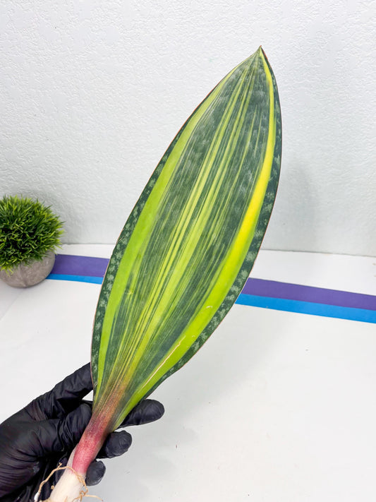 Sansevieria Masoniana Var (11) | Imported Plants