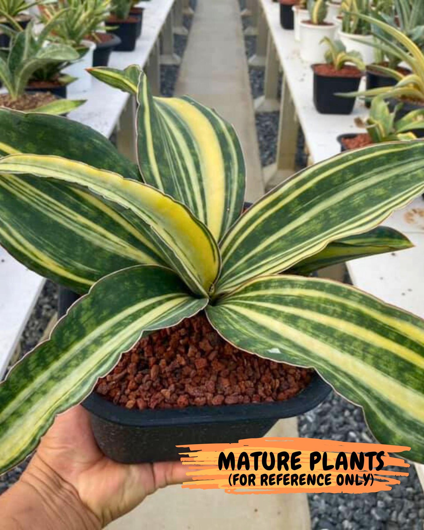 Sansevieria Macrophylla Variegated (14) | Very Rare Import