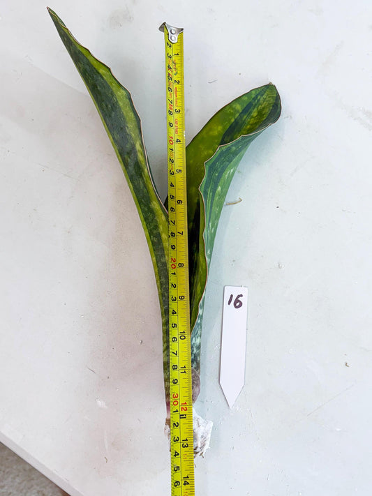 Sansevieria Macrophylla Variegated (16) | Very Rare Import