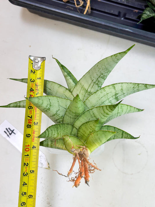 Sansevieria sagahayang (Ha4) (14) | Hybrid Snake Plant