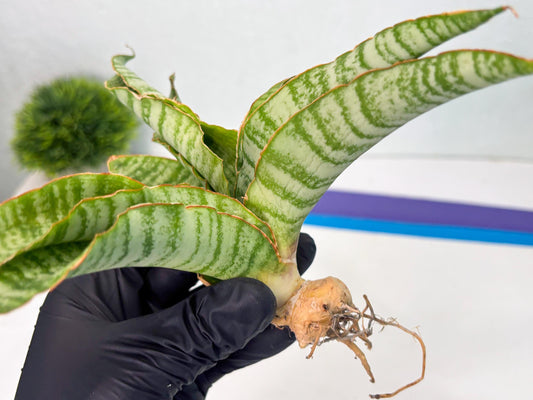 Sansevieria Tidar (Ha5) (6) | Hybrid Snake Plant