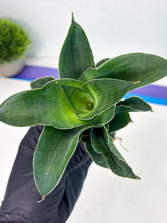 Sansevieria Marsha x Sandana Moonshine (Ha5) (9) | Rare Plant