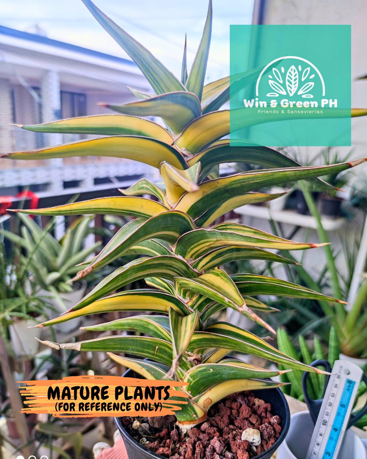 Sansevieria 23251 Var (ca4) (3) | Imported